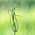 thumbnail image 4 of Easy to Grow Allium Vineale Dready 20 Plant Bulbs, Sun Summer Zones 4-9, 4 of 7