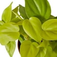 thumbnail image 3 of Philodendron 'Neon', 3" Pot, Indoor Houseplant, Easy Care, Live Plant for Indoor & Outdoor, 3 of 7