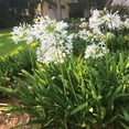thumbnail image 2 of Southern Living Ever White Agapanthus 'Lily of the Nile' Live Shrub in 2.5-Quart Grower Pot, 2 of 10