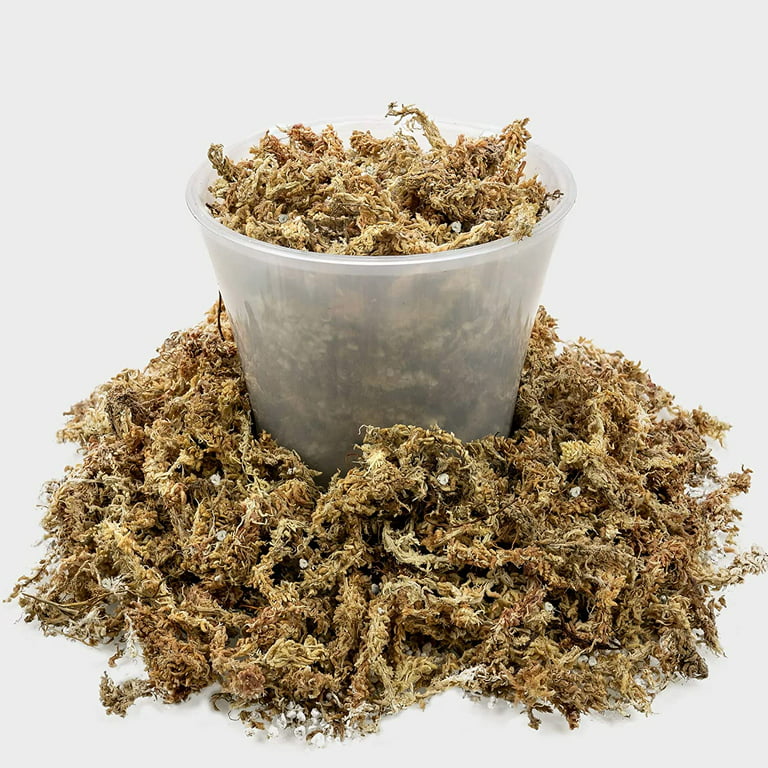 Sphagnum Moss 5 oz Dried Forest Moss for Orchid Moss Potting Mix, Natural  Plant Moss for Carnivorous Plants, Succulent, Reptile(5.0 ounces)