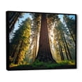 thumbnail image 2 of Designart "Majesty Redwood Forest Tree I" Tree Redwood Floater Framed Wall Art Living Room, 2 of 7