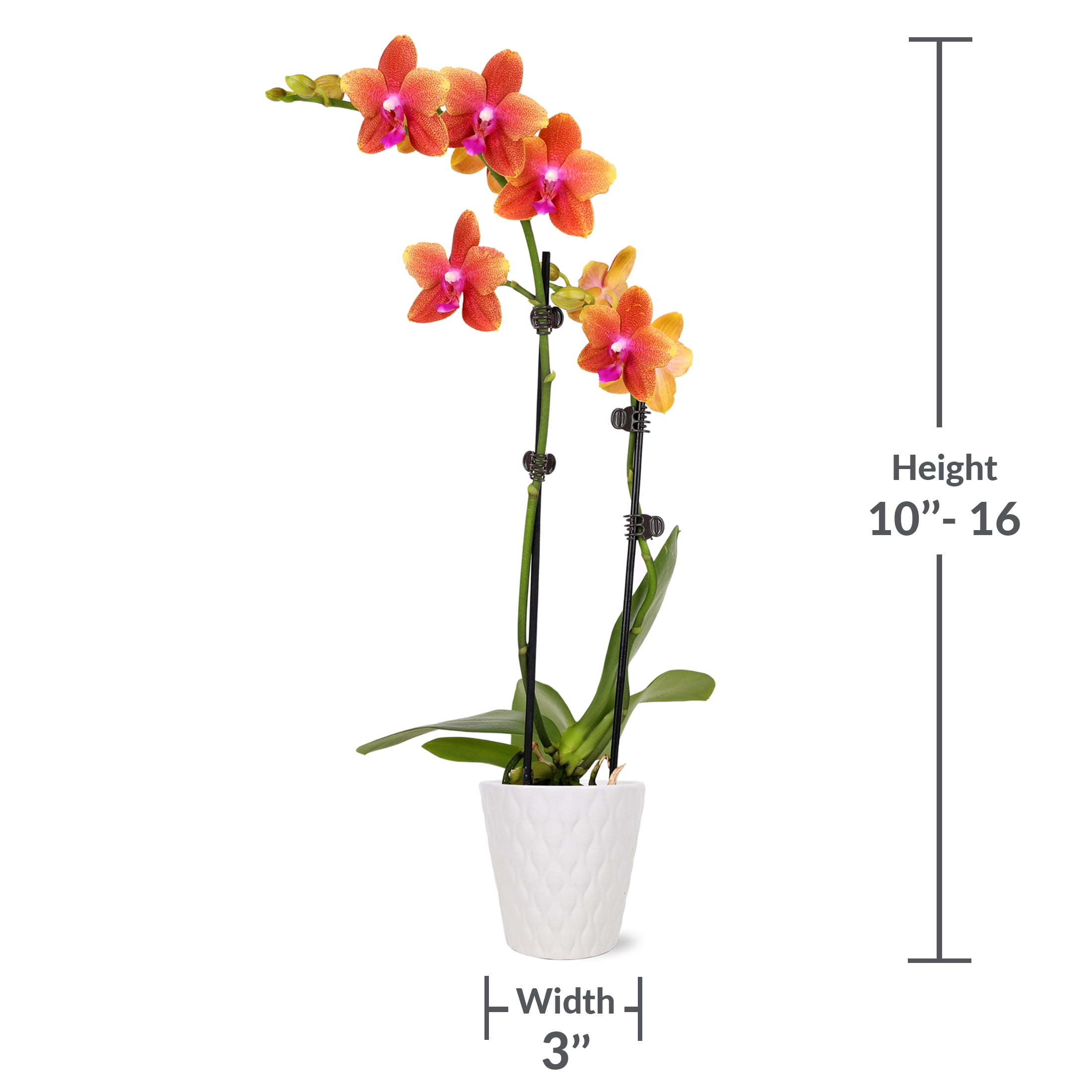 Just Add Ice 15-20" Salmon Petite Orchid Live Plant in 3" White Ceramic Pot, House Plant
