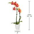 thumbnail image 5 of Just Add Ice 15-20" Salmon Petite Orchid Live Plant in 3" White Ceramic Pot, House Plant, 5 of 6