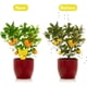 thumbnail image 3 of Paquete de 15 trampas para moscas de la fruta, mata mosquitos pegajoso de doble cara, atrapa insectos amarillo, mata insectos pegajoso para plantas de interior, 3 of 5
