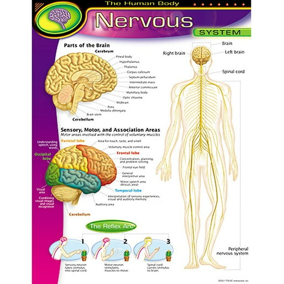 TREND Human Body Nervous System Wall Chart, with Reproducibles