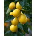 thumbnail image 2 of Limequat Tree - Key Lime/Kumquat- 8" Pot - No Shipping to Tx, Fl, AZ, CA, LA, HI, 2 of 4