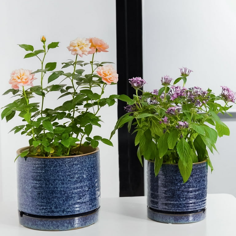 buy philodendrons Buy Philodendron Florida Beauty main image 1