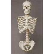 Skeletons and More Torso with Skull - Life-size Durable Plastic Harvey Skeleton without Arms or Legs