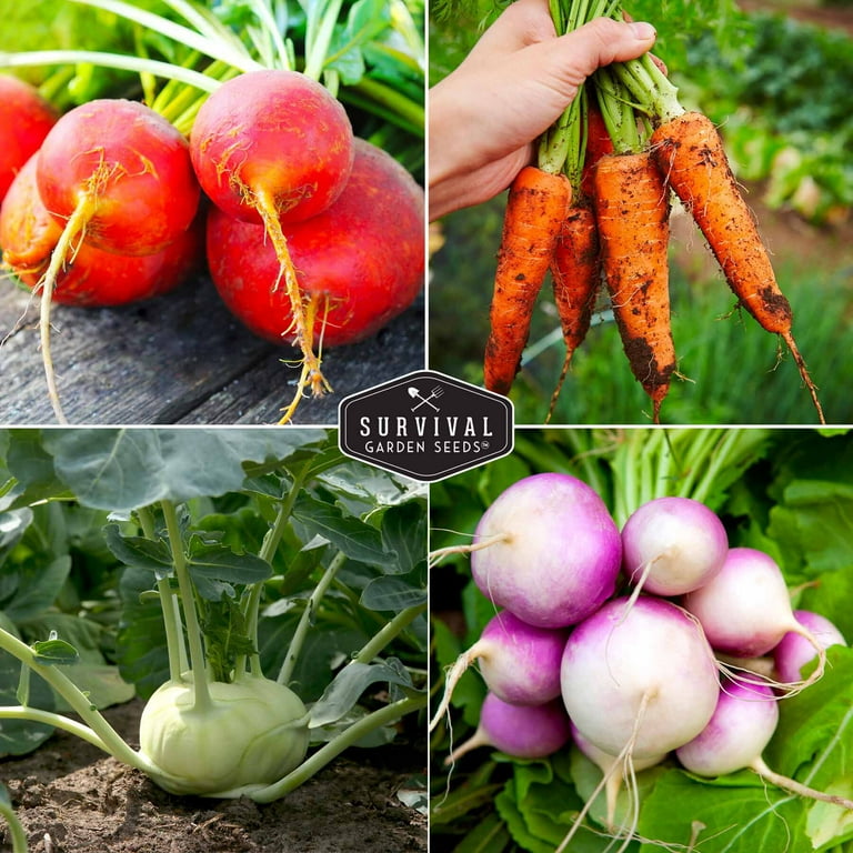 Survival Garden Seeds: 6 Packs - Turnip, Radish, Carrot, Rutabaga