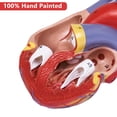 thumbnail image 3 of Réplica científica de tamaño natural en 2 partes del modelo de corazón humano, 3 of 6