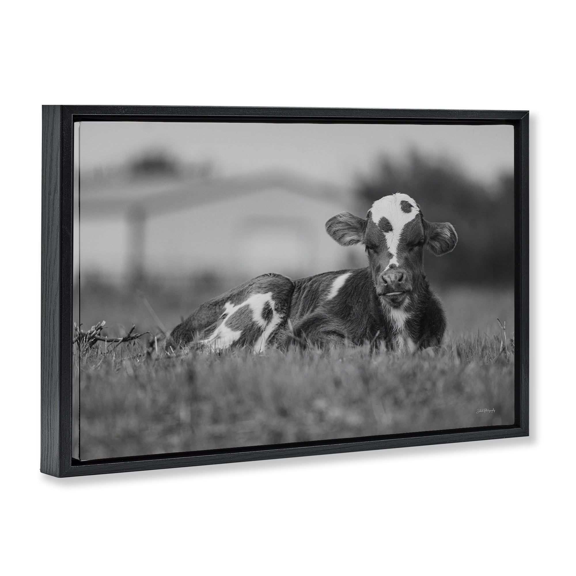 Stupell Industries Resting Cow in Grass Animals & Insects Photography Black Floater Framed Canvas Art Print Wall Art, 25 x 17