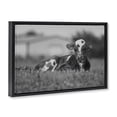 thumbnail image 3 of Stupell Industries Rustic Lodge Resting Cow in Grass Black Floating Frame Canvas Art, 25 x 17, by Dakota Diener, 3 of 8