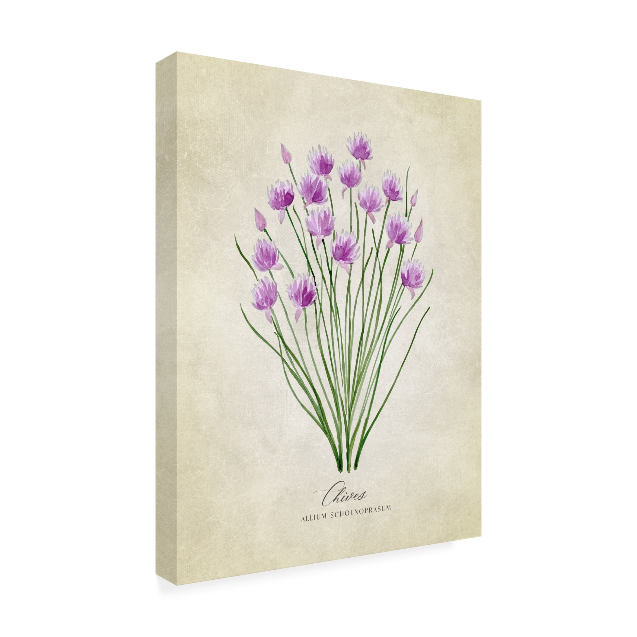 Trademark Fine Art Rosana Laiz Blursbyai Chives vintage Canvas Wall Art