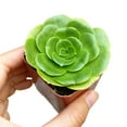 thumbnail image 5 of Aeonium Green Platters (4"+ Clay Pot) - Live Healthy Succulents - Tiny, Lovely, Easy to Care Rosette Succulents, 5 of 7