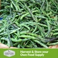 thumbnail image 4 of 3 Packs Rattlesnake Bean Seeds - Non-GMO Heirloom Full Sun Annual Vegetable, 4 of 6