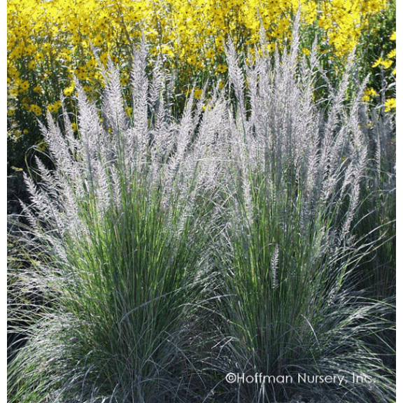 5 White Muhly Muhlenbergia Lindheimari Grass in 2.5 Inch Containers