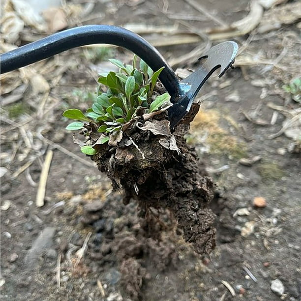 Désherbeur 6 Dents Acier Inox - Outil Jardin Anti-Mauvaises Herbes, Long Manche Vert