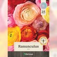 thumbnail image 2 of Ranunculus Mix, 2 of 8