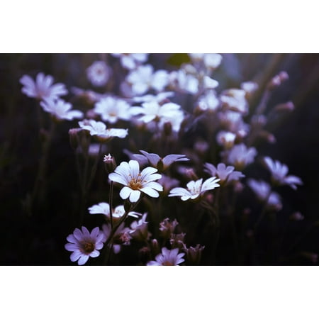 Delicate Blooms - LAMINATED POSTER Bloom Blur Delicate Close-up Blossom Field Color Poster Print 24 x 36