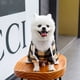 thumbnail image 5 of Abrigo de invierno para perros, chaqueta a prueba de viento para perros a cuadros, abrigo para perros para clima frío, perro cálido para perros pequeños, medianos y grandes, 5 of 5
