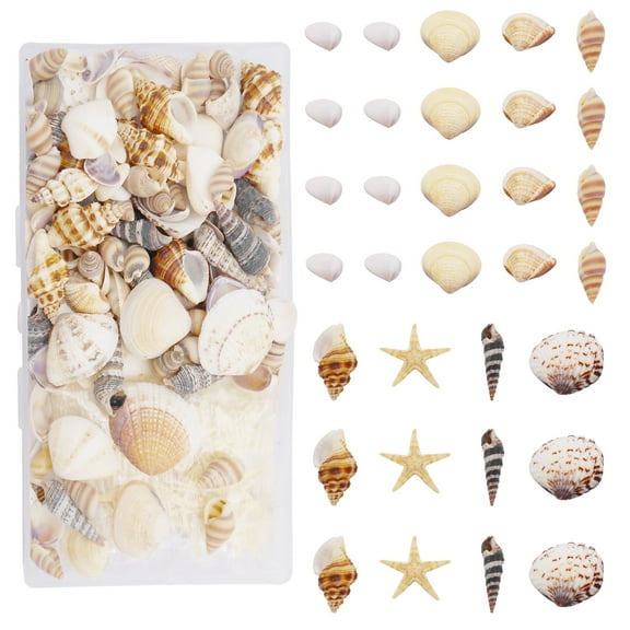 200pcs/Box Natural Shell Conch Starfish Small Ocean Seashells for Fish Tank Aquarium Home Art Decor Micro-Landscape Vase Filler Projects