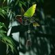 thumbnail image 4 of 2PC Colorful Bird Garden Birds Wind Chimes Window Balcony Hummingbird Decoration Hanging Window Pendant Family Window Decoration, 4 of 5