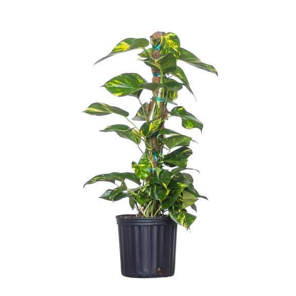 Golden Pothos Totem Plant, Live Indoor Houseplant from United Nursery, 34in Tall, Ships in 9.25in Pot, Easy Care Trailing Aroid, Air Purifying Tropical Plant, Bright Indirect Light, Home Decor