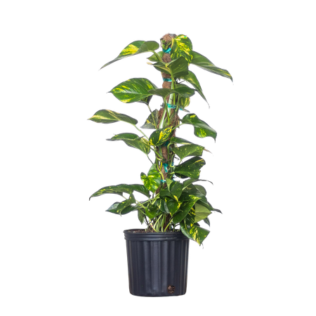 Golden Pothos Totem Plant, Live Indoor Houseplant from United Nursery, 34in Tall, Ships in 9.25in Pot, Easy Care Trailing Aroid, Air Purifying Tropical Plant, Bright Indirect Light, Home Decor