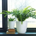 thumbnail image 4 of Honyear Plastic Planter with Saucers,8/7/6/5.5/5 Inch Flower Pot Indoor Modern Decorative Plastic Pots for Plants with Drainage Hole and Tray for All House Plants, Flowers, and Cactus, White, 4 of 6