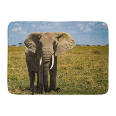 GODPOK Animal Africa Suspicious Elephant While Being Photographed in Serengeti Tanzania African Big Rug Doormat Bath Mat 23.6x15.7 inch