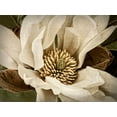 thumbnail image 2 of Perry, Rachel 32x25 Gold Ornate Wood Framed with Double Matting Museum Art Print Titled - Classic Magnolia II, 2 of 4