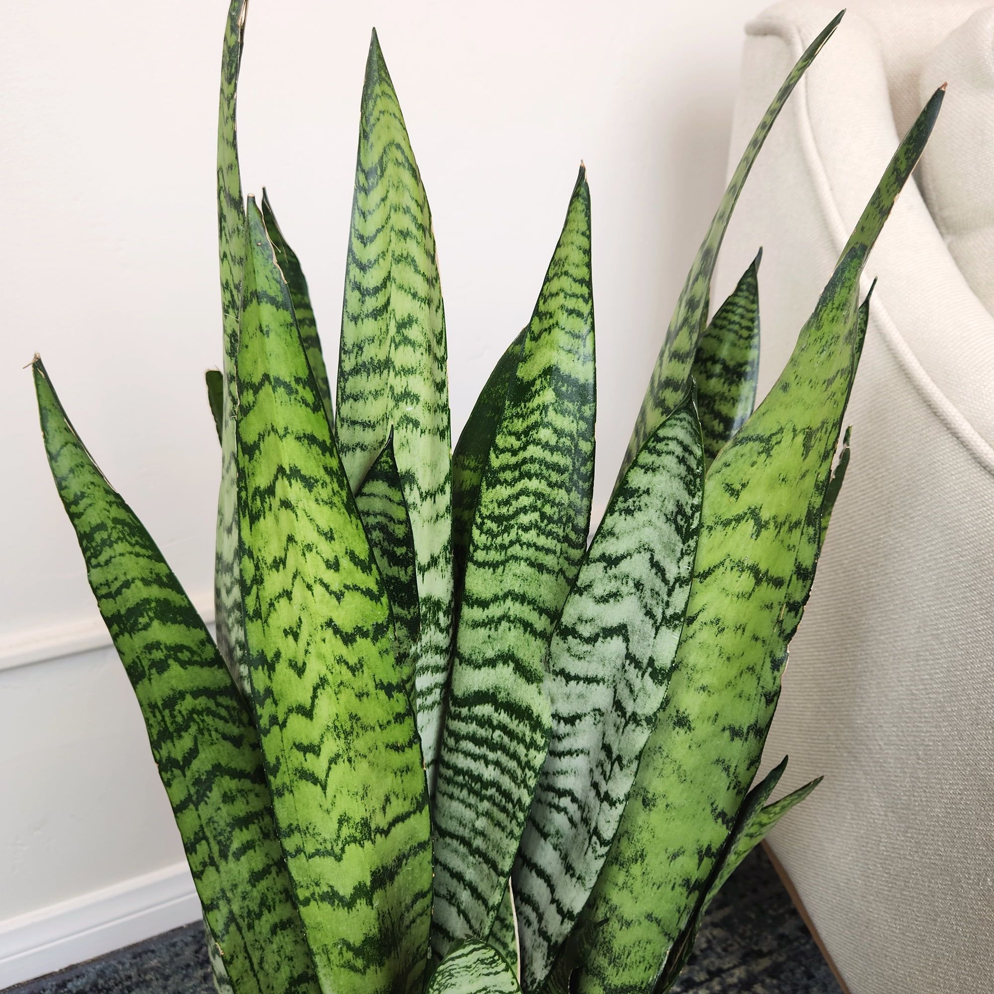 Premium Snake Plant (Sansevieria) in 10" Grower Pot, Live Plant, Grower's Choice Seasonal Selection