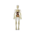 thumbnail image 1 of DIY Mannequin 3D Human Body Model Torso Model Educational Assembly Early Learning Kids Toys Skeleton Anatomy Organ Teaching Tool D, 1 of 6