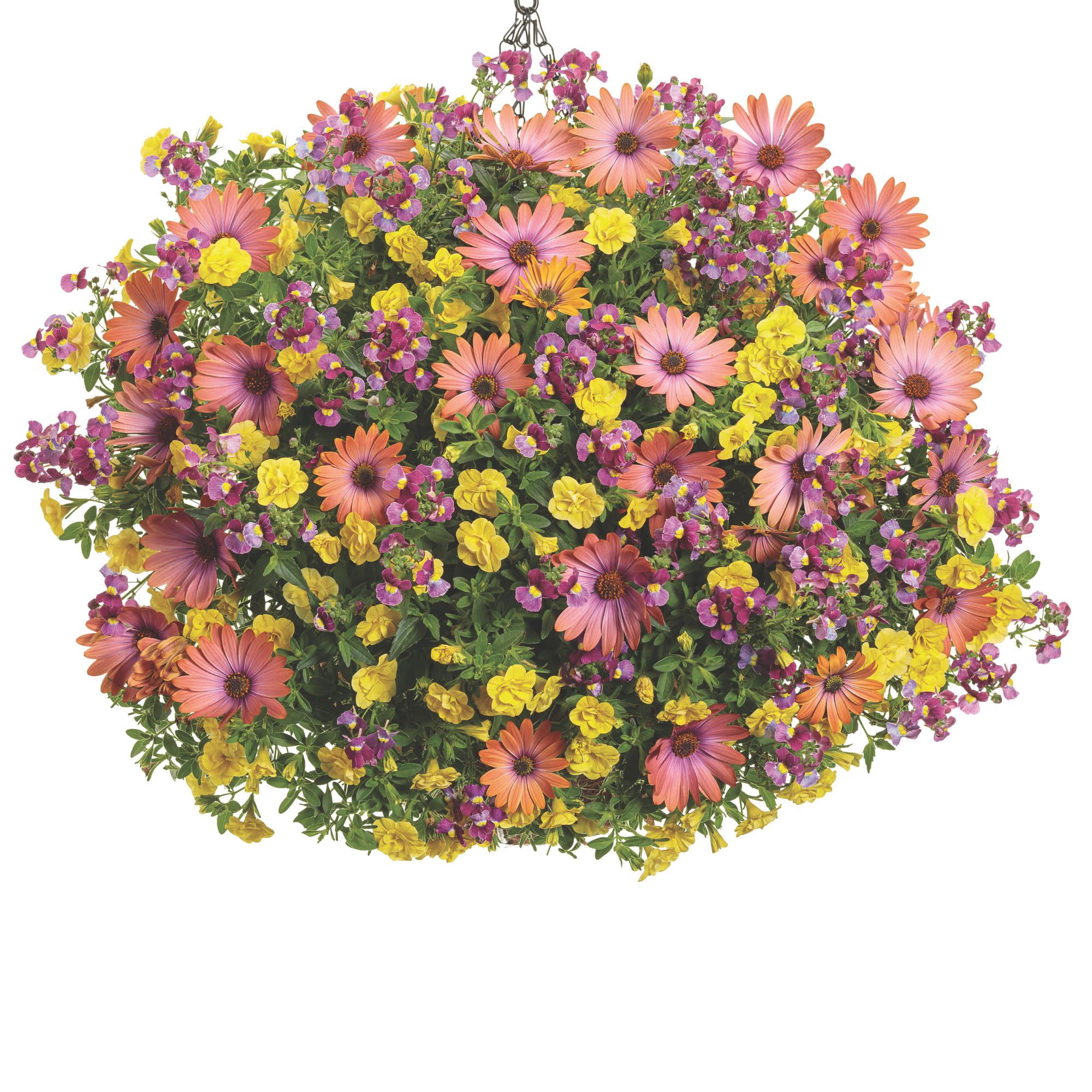 Proven Winners 4" Superbells Double Yellow Calibrachoa Live Plant in 4.25" Pot (4 Count)