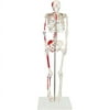 Walter Products Half Size Human Skeleton, 33", 84cm with Muscles