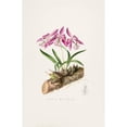 thumbnail image 3 of James Bateman 11x14 Black Modern Framed Museum Art Print Titled - Laelia Majalis (1837-1843), 3 of 5