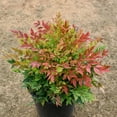 thumbnail image 4 of Nandina Gulfstream  1 Extra Large 3 Gallon Plant  Nandina Domestica 'Gulfstream'  Year-Round Colorful Foliage  Garden Accent, 4 of 8
