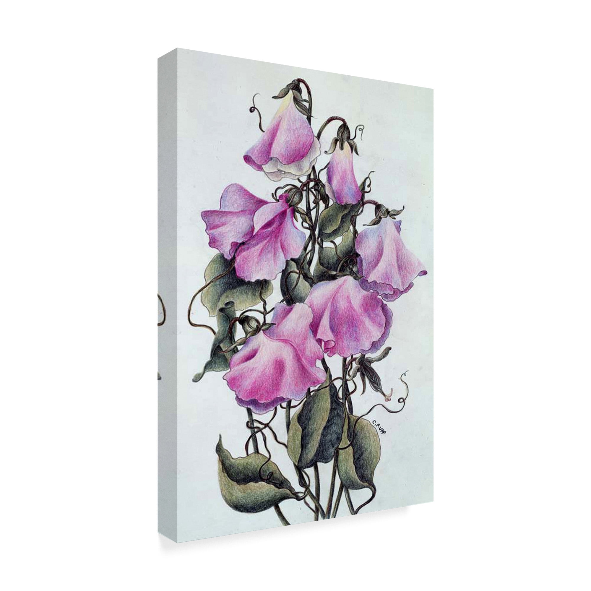 Trademark Fine Art 'Pink Sweet Pea' Canvas Art by Carol J Rupp