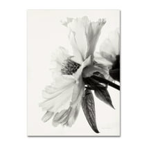 Trademark Fine Art 'Translucent Peony IVBW' Canvas Art by Debra Van Swearingen