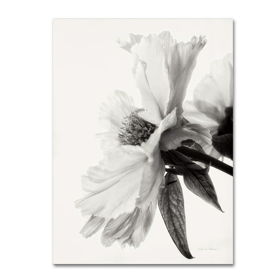 Trademark Fine Art 'Translucent Peony IVBW' Canvas Art by Debra Van Swearingen