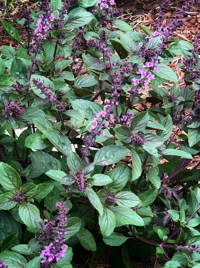 2 Live Blue African Basil Plants, 4–6 Inch Tall Fragrant Herb Starters, Fast-Growing Well-Rooted Plants for Indoor & Outdoor Gardens