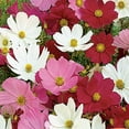 thumbnail image 3 of Ferry-Morse 650MG Cosmos Sensation Mixed Colors Annual Flower Seeds, Full Sun, 3 of 11