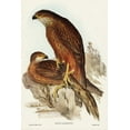 thumbnail image 2 of Gould, John 23x32 Black Ornate Wood Framed with Double Matting Museum Art Print Titled - Radiated Goshawk-Astur radintus, 2 of 4