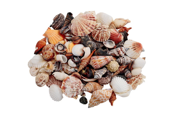 1/2 Lb 1500 Natural Top Mini Shells Seashells Tiny 1/4" Beach Decor Arts Crafts 