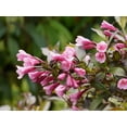 thumbnail image 2 of 1 Gallon Victoria Weigela Shrub 6 Pack, 2 of 6