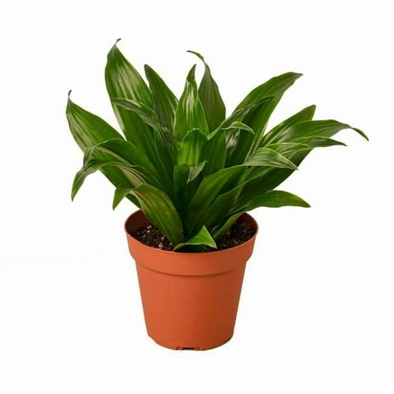 House Plant 4-DRACAENA-JANET.CRAIG Dracaena Janet Craig Plant in 4 in. Pot