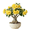 Yellow, variant on Double Yellow Desert Rose Plant Live, Adenium Obesum Desert Rose, 4-8 Inc Tall, Perennia and Hardy Succulent for Indoor and Outdoor Planting