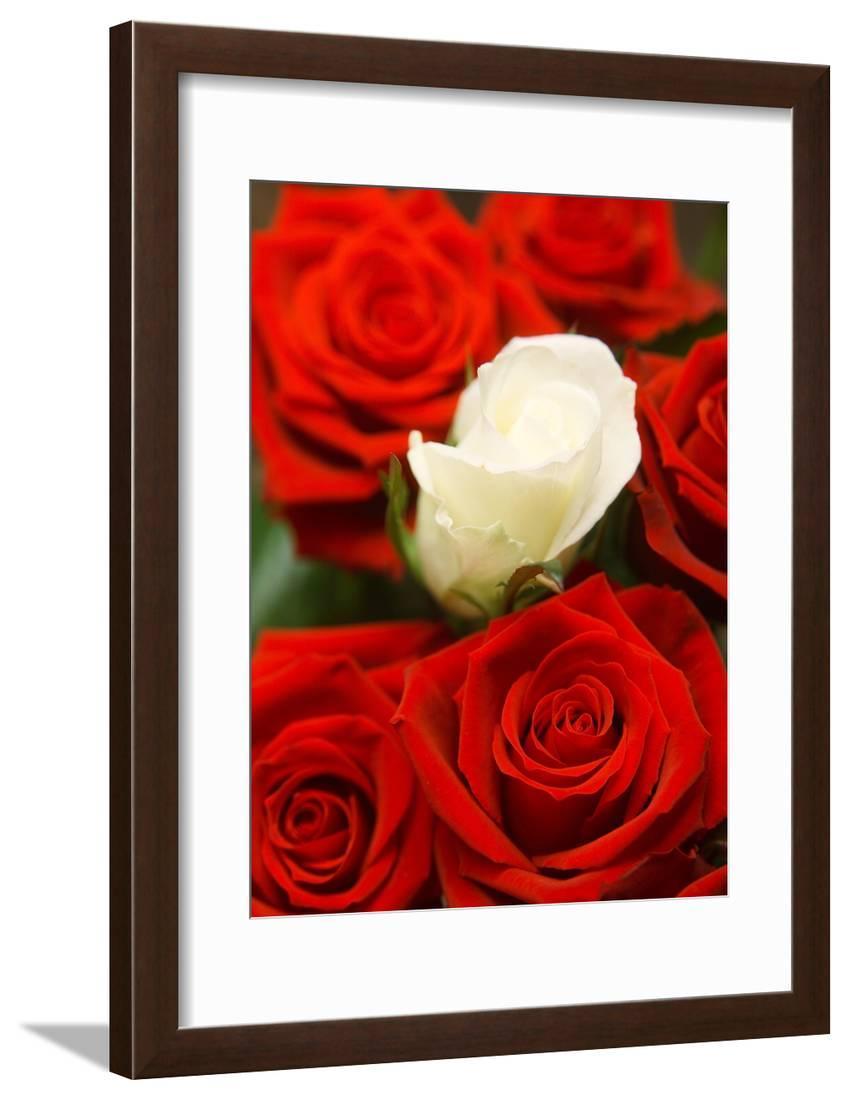 White rose between red roses Framed Print Wall Art