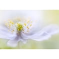 thumbnail image 3 of Disher, Mandy 18x13 Black Modern Framed Museum Art Print Titled - Anemone Beauty, 3 of 5