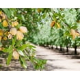 thumbnail image 6 of Organic Imported Raw Almonds, 12 Pounds - Non-GMO, Kosher, No Shell, Whole, Unpasteurized, Unsalted, Raw, Vegan - by Food to Live, 6 of 6